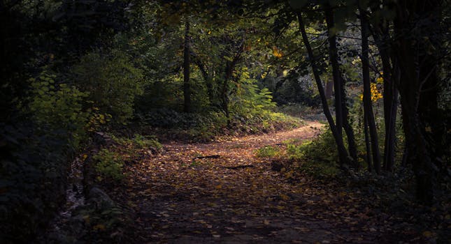 beautiful forest trail