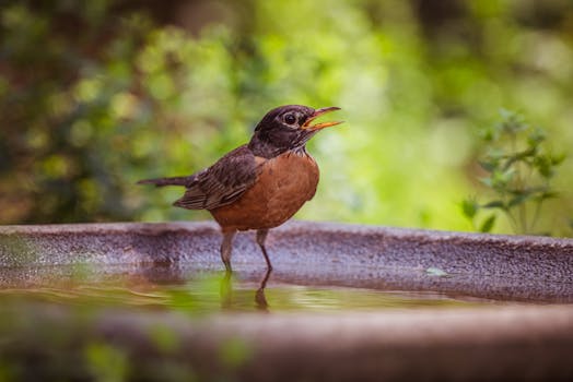 wildlife-friendly garden with birdbath