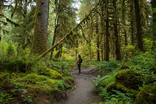 lush green forest trail