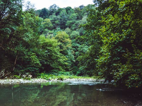 lush rainforest with volunteers planting trees