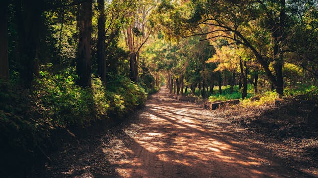 lush green forest with hiking trail