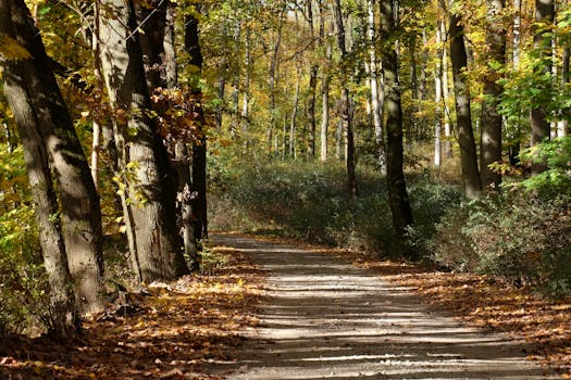 gentle hiking trail through the woods