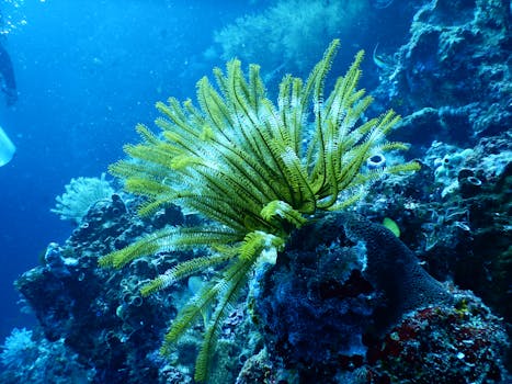 snorkeling in a coral reef