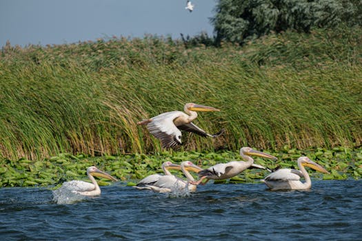 Eco-tourism habitat preservation