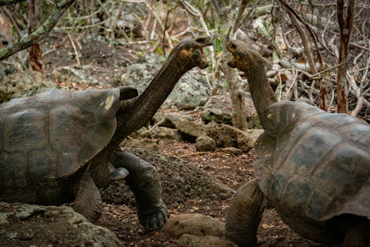 ecotourism in the Galápagos Islands