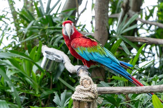 kayaking in the Amazon