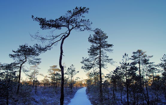 beautiful hiking trail through forest