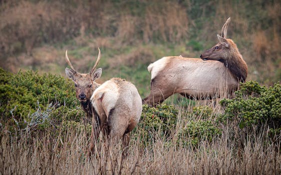 wildlife corridor in a forest