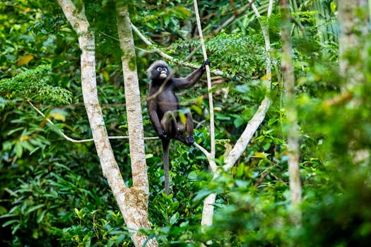 lush rainforest canopy