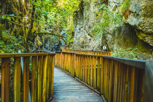 lush forest trail