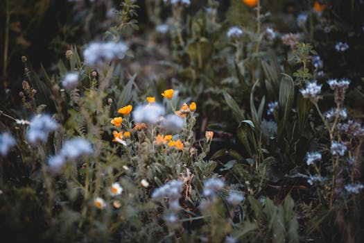 lush garden with native plants