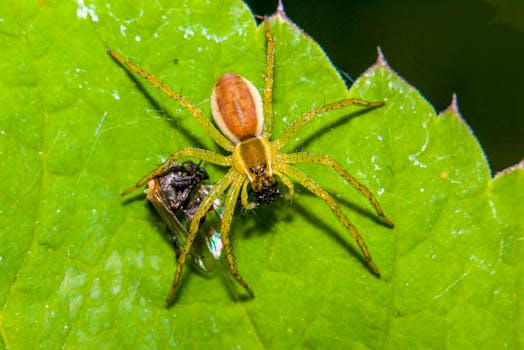 lush garden with natural pest control methods