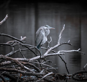 kayaker observing a heron