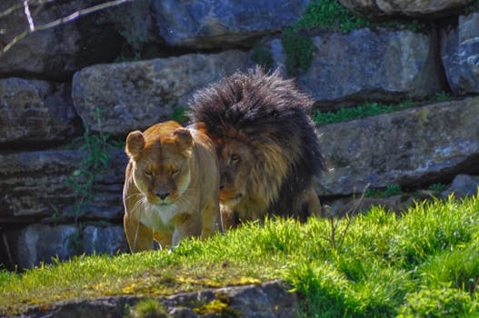 couple volunteering for wildlife conservation