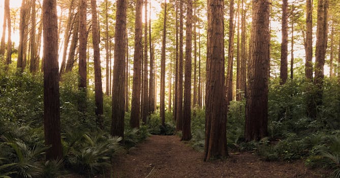 A well-maintained hiking trail surrounded by lush greenery