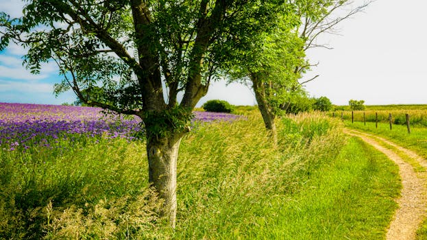 serene hiking trail with lush greenery