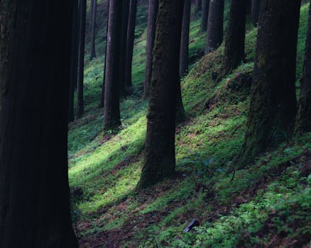 hiking through a green forest