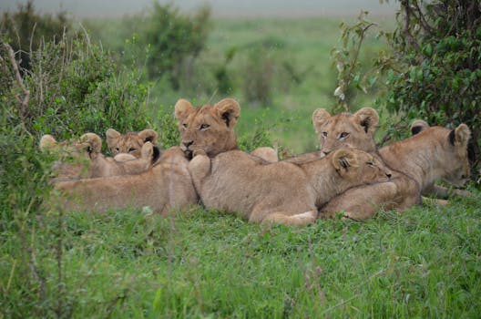 Maasai Mara landscape with wildlife