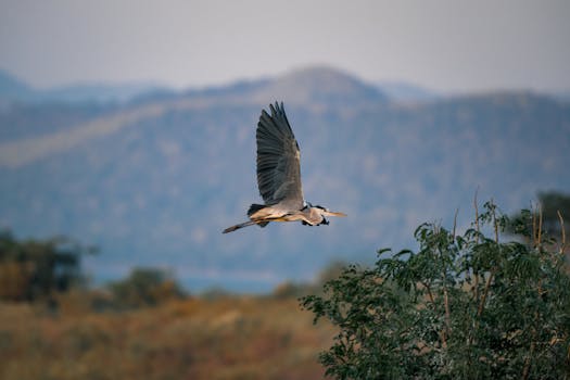 peaceful wildlife observation