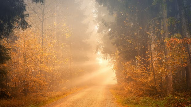 beautiful forest trail